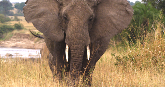 ElephantKenya