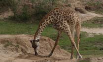 KenyanSafariGiraffe