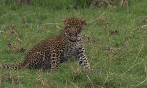 KenyanSafariLeopard
