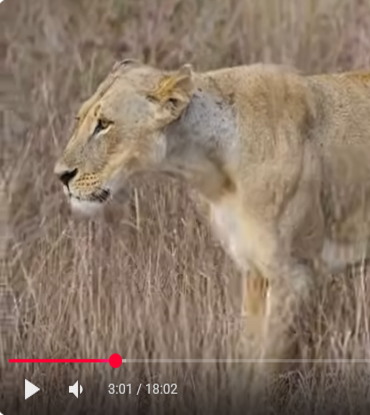 Lion in Nairobi National Park